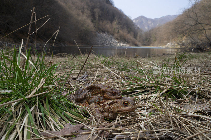 交配中的蟾蜍(Bufo Bufo)